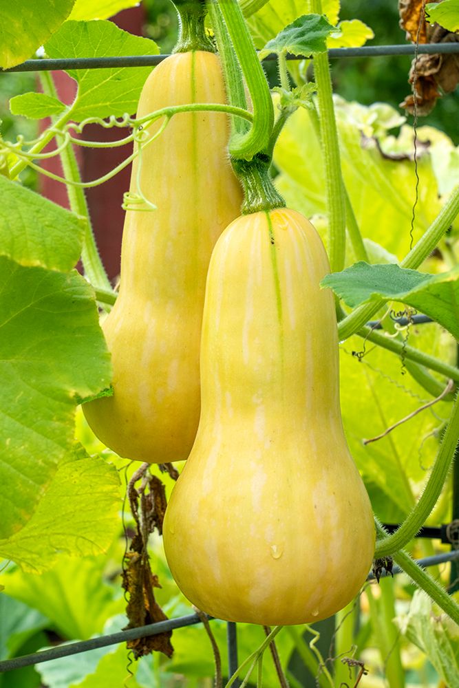 Bellevue, Washington State, USA. Butternut squash on the vine.